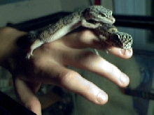 my leopards