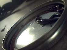 black phased red backed salamander