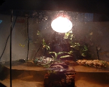 turtle tank