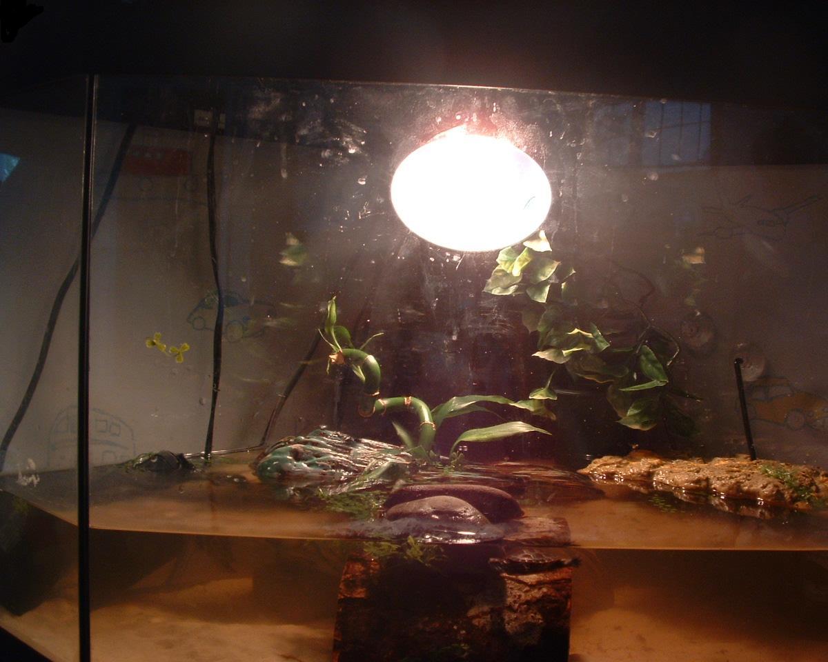 turtle tank