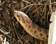 Mexican Hognose Snake