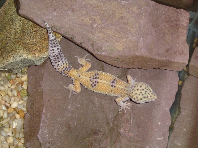 Leopard Gecko