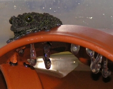 Mossy Frog with eggs