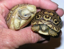 Hypo leopard tortoise with normal leopard