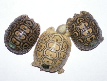 Hypomelanistic leopard with two normal leopards