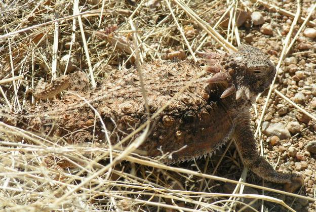 Regal Horned Lizard