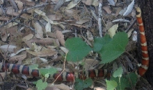 Huachuca Mountain King Snake
