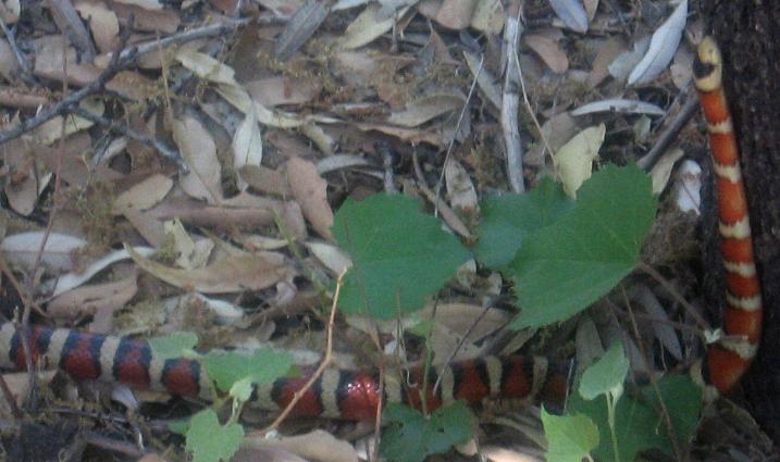 Huachuca Mountain King Snake