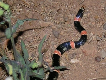 Long-nosed snake