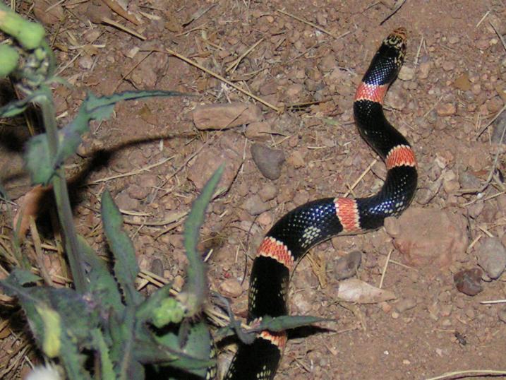 Long-nosed snake