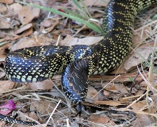 Sonora Kingsnake