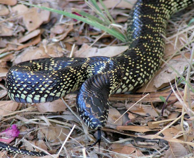 Sonora Kingsnake