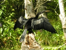 Anhiga Bird