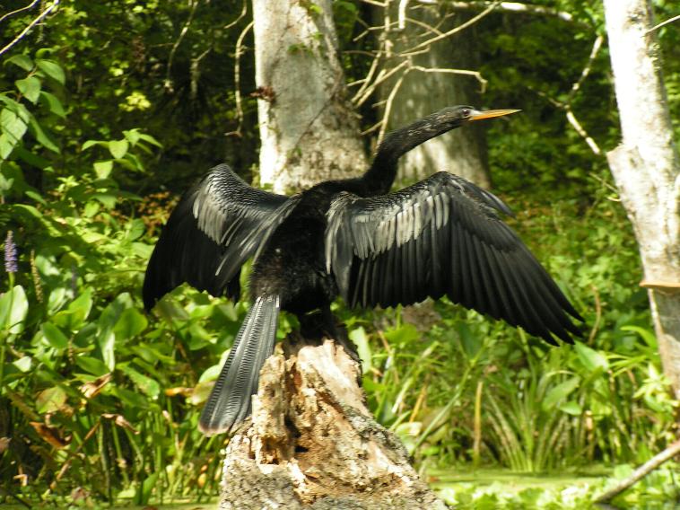 Anhiga Bird