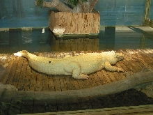White Alligator from Gator Land, Florida