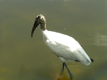 Wood Stork