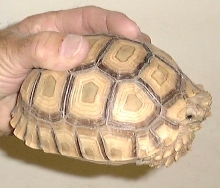 African spurred tortoise captive raised