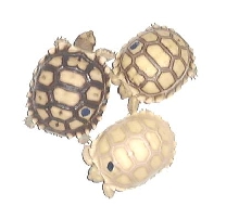 African spurred tortoises