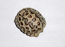 Strange leopard tortoise