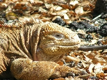 Galapagos Land Iguana Dec. 2007