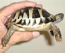 Hermann's Tortoise