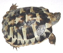 Tesdudo hermanni