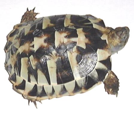 Tesdudo hermanni