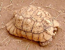 Large female leopard tortoise