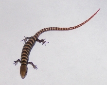 Madrean Alligator Lizard, Elgaria kingii
