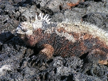Marine Iguana