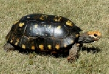 Red-foot tortoise