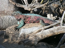 Galapagos Marine Iguana