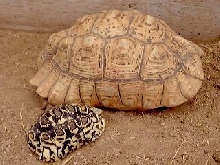 Leopard tortoises