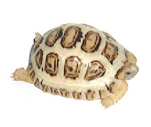 White leopard tortoise