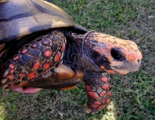 Bolivian Red-foot tortoise