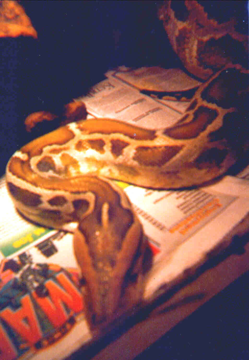 Goldie 12' Indian python