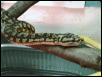 Carpet Python