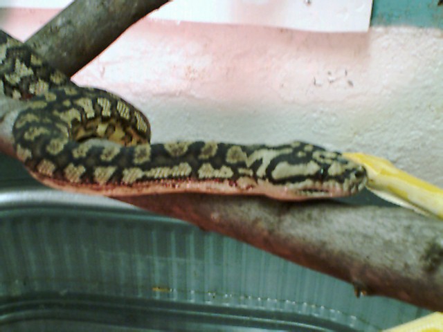 Carpet Python