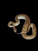 Greenpatternless Het Albino