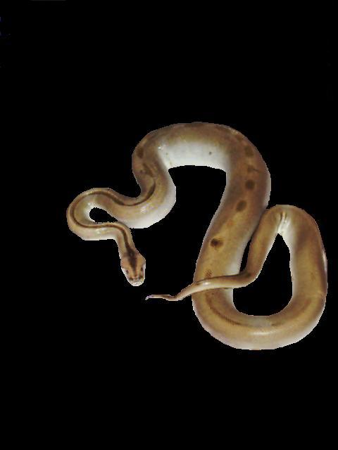 Greenpatternless Het Albino