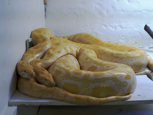 Albino Burmese   J low & Ed