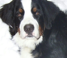 My Bernese Mountain Dog Bo