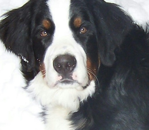 My Bernese Mountain Dog Bo