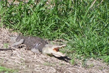 American Crocodile