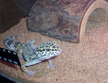 Gertie The Gecko!