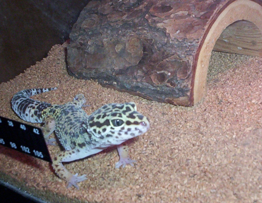 Gertie The Gecko!