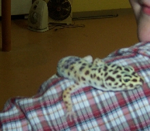 My Leopard Gecko Lizzy!