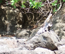 Costa Rican Black Spiny-Tailed Iguana