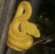 Eyelash Palm Pitviper