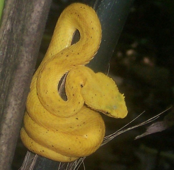 Eyelash Palm Pitviper